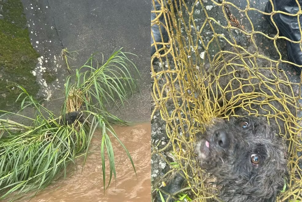 Cão arrastado pela enxurrada é salvo pela equipe da Guarda